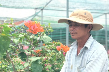 Bỏ phụ hồ về trồng hoa giấy, lão nông thu 500 triệu đồng mỗi năm