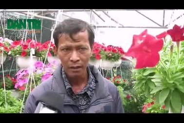 Các chủ vườn hoa ở Hội An than thời tiết bất thường khiến hoa mất mùa