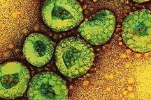 Anh: Tìm thấy vi-rút SARS mới chết người