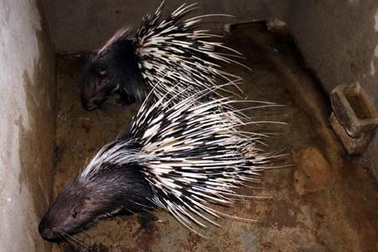 Ly kỳ vụ án… 2 con nhím