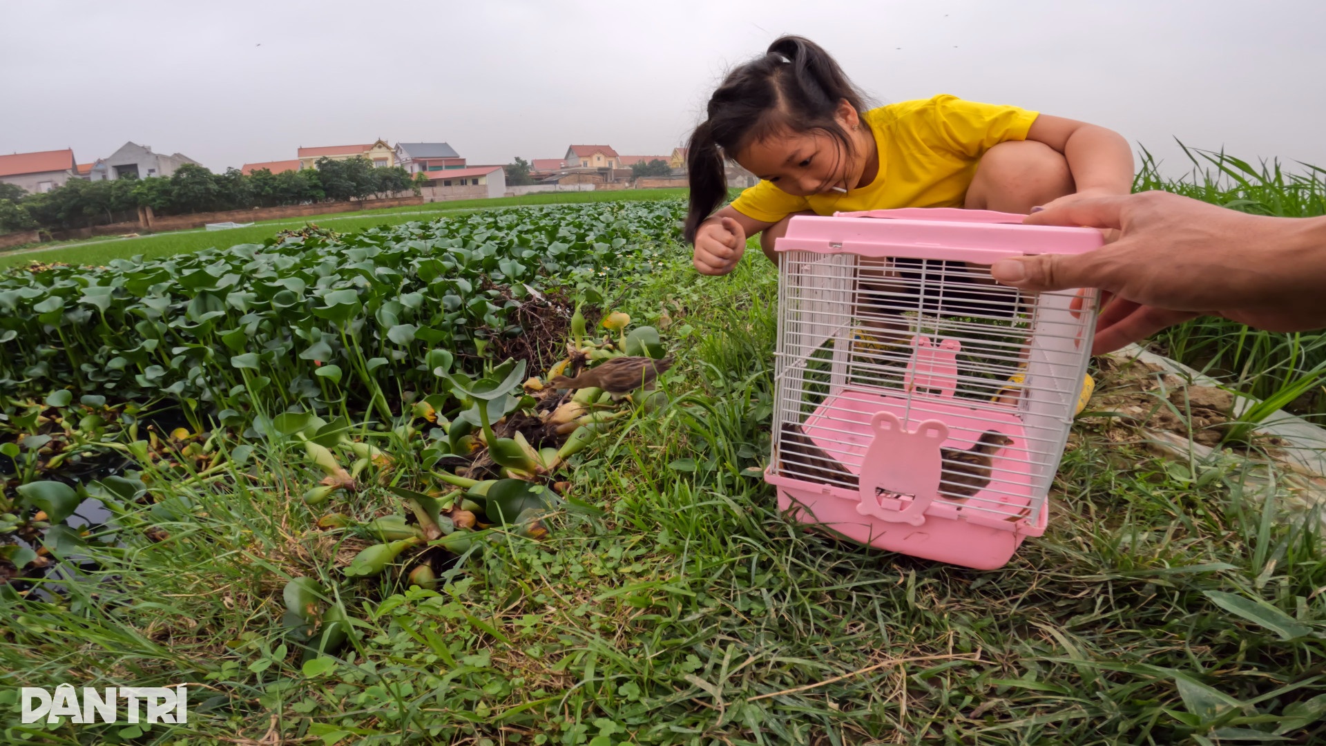 Anh thanh niên cứu chim chóc, động vật bị bỏ rơi: Họ bảo tôi điên - 6 Anh thanh niên cứu chim chóc, động vật bị bỏ rơi: Họ bảo tôi điên - 6