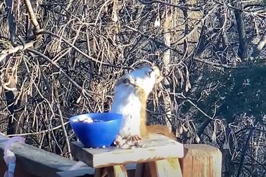 Video sóc "say lê" ngộ nghĩnh thu hút hơn 1,5 triệu lượt xem