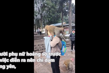 Người phụ nữ cam chịu khi bị khỉ trèo lên đầu, lục tung đồ đạc trong túi