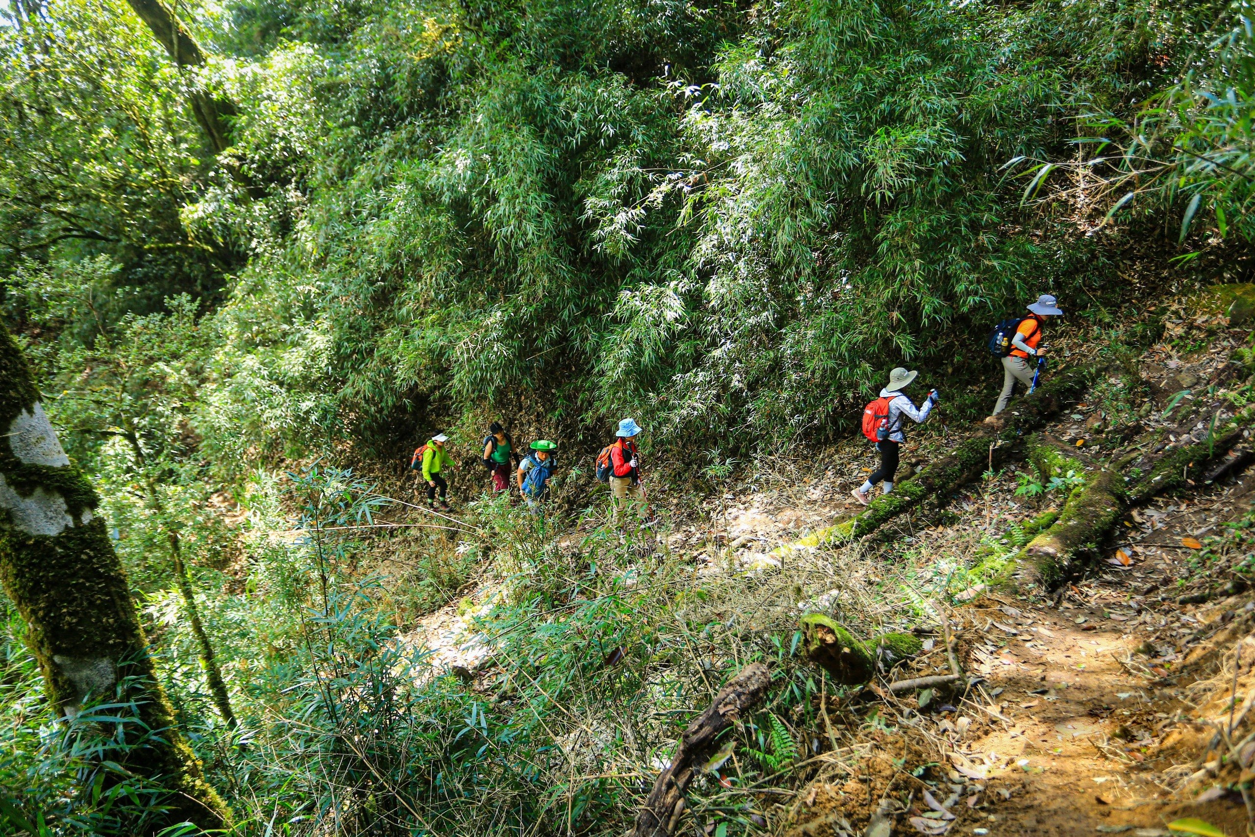 View - Ngắm nhìn khu rừng nguyên sinh đẹp như cổ tích trên đỉnh núi mới ở Tà Xùa | Báo Dân trí