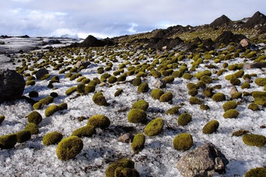 “Chuột sông băng” bí ẩn chưa có lời giải