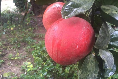 Dân buôn săn bưởi đỏ cờ, lùng mua cả vườn về bán Tết