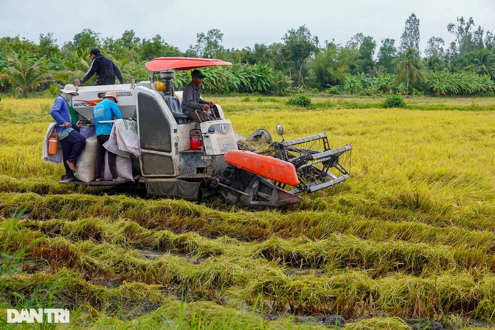 Những vựa lúa trĩu bông được người dân Hậu Giang cứu ra sao sau mưa bão? - 3