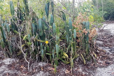 Thăm lại mảnh đất nơi nhà báo liệt sĩ Tô Chức đã ngã xuống