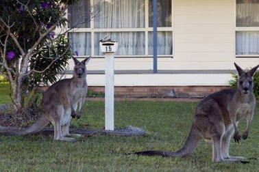 Australia khuyên người dân ăn thịt kangaroo