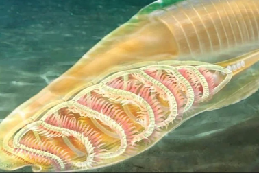 Loài thủy quái kỳ dị có thể là "ông tổ" của tất cả sinh vật trên hành tinh