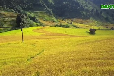 Sa Pa quyến rũ mùa lúa thay màu!