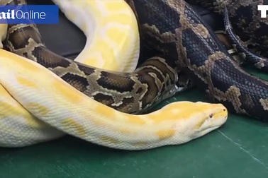 Du khách "lạnh cứng người" khi được trăn Miến Điện nặng 50kg massage