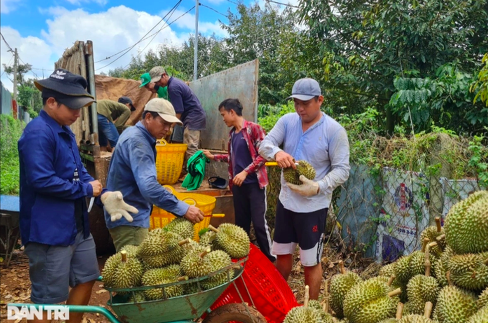 Niềm vui chung từ sầu riêng - 2 Niềm vui chung từ sầu riêng - 2