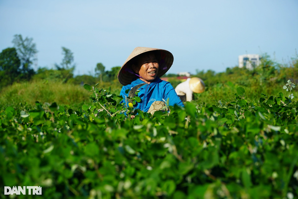 Trồng loại cây cỏ quý, nông dân lãi gấp 4 lần làm lúa - 3 Trồng loại cây cỏ quý, nông dân lãi gấp 4 lần làm lúa - 3