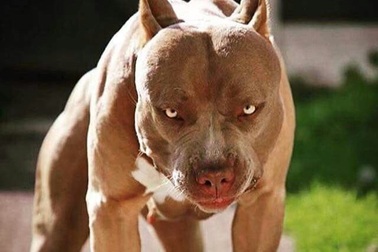 Những cái chết thương tâm vì bị chó tấn công