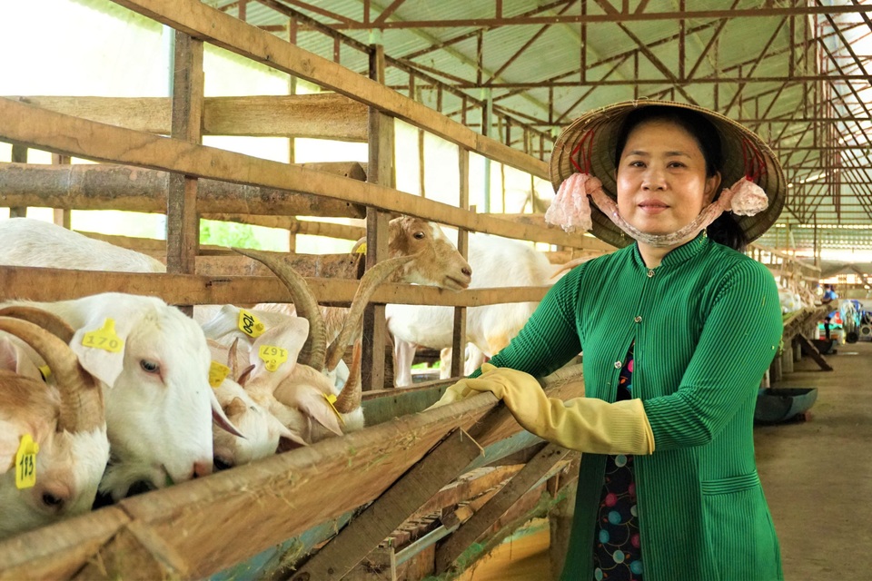 Nuôi dê lấy sữa, nông dân ở Hậu Giang bỏ túi hàng trăm triệu đồng mỗi năm - 1 Nuôi dê lấy sữa, nông dân ở Hậu Giang bỏ túi hàng trăm triệu đồng mỗi năm - 1