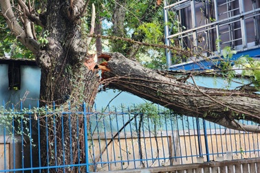 Cây xanh gãy nhánh rơi xuống khu vực Hồ Con Rùa