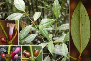 Phát hiện nhiều loài thực vật mới tại “Đà Lạt thứ 2 của miền Trung”