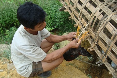 Gặp lão nông mở trang trại trên núi cao nuôi gà chín cựa