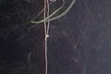 Tá hỏa phát hiện con dâu treo cổ trên cây nhãn