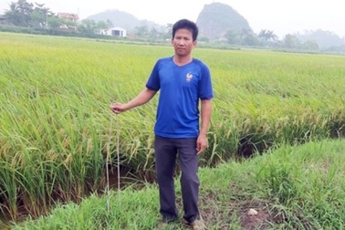 Cắm “chông sắt” khắp ruộng lúa để bẫy… máy gặt?