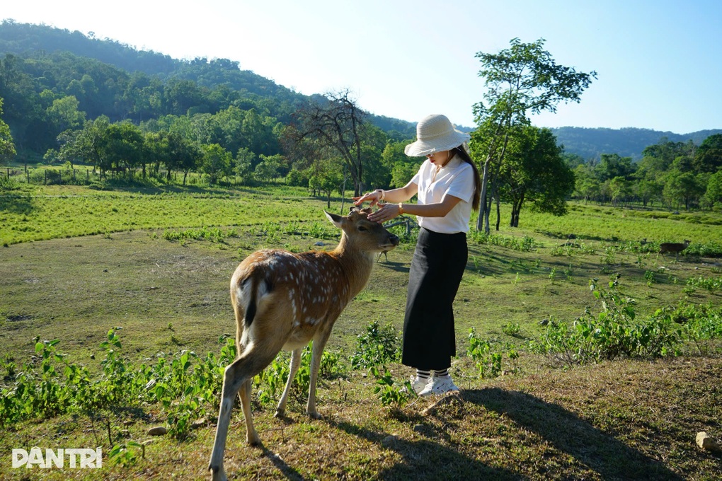 Đàn hươu sao quý hiếm sinh sôi trong khu cứu hộ bán hoang dã ở Gia Lai - 3 Đàn hươu sao quý hiếm sinh sôi trong khu cứu hộ bán hoang dã ở Gia Lai - 3