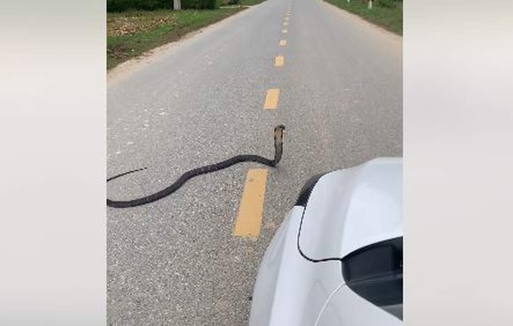 Tài xế kể phút hổ mang chúa bò ngang đường, bành mang ở Lạng Sơn - 1