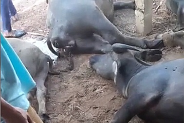 Đàn trâu 8 con của một gia đình chết vì điện giật