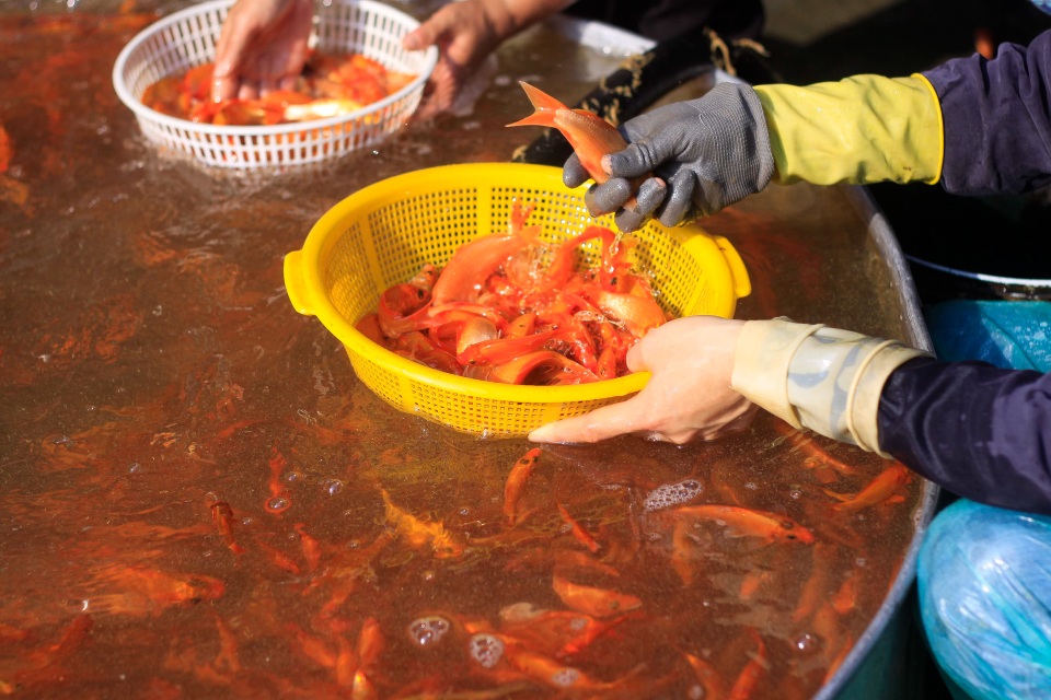 Hà Nội: Nhộn nhịp chợ phương tiện tiễn Táo quân về trời - 7 Hà Nội: Nhộn nhịp chợ phương tiện tiễn Táo quân về trời - 7