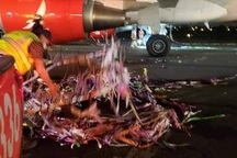 Máy bay suýt gặp thảm họa vì bóng pháo hoa mừng năm mới vướng vào động cơ