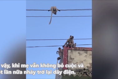 Khỉ mẹ liều lĩnh mạng sống để cứu con bị mắc kẹt trên đường dây điện