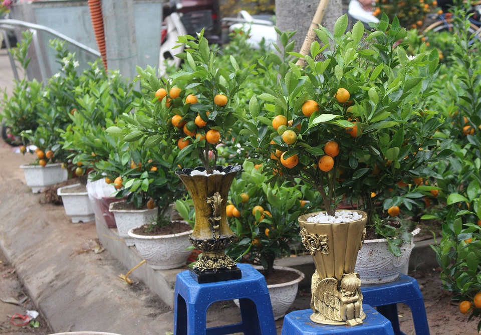Chán mai, đào siêu to khổng lồ, dân Hà Nội chuyển sang chơi cây cảnh mini - 3 Chán mai, đào siêu to khổng lồ, dân Hà Nội chuyển sang chơi cây cảnh mini - 3