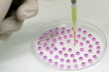 Tái sinh cơ, xương, sụn bằng liệu pháp tế bào gốc bắt chước kỳ nhông?