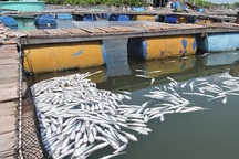Cá chết trắng bè, người dân đem cá đổ trước cổng nhà máy