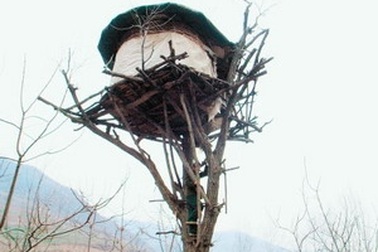 1 nông dân Trung Quốc sống trên cây hơn 20 năm