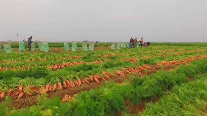 Cà rốt Hải Dương có cơ hội xuất khẩu sang Hàn Quốc - Ảnh 1. Cà rốt Hải Dương có cơ hội xuất khẩu sang Hàn Quốc - Ảnh 1.