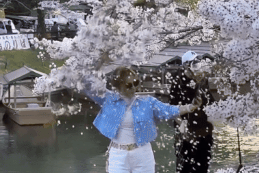 Vì lý do này, nhóm khách trẻ vô ý thức rung mạnh cây hoa anh đào