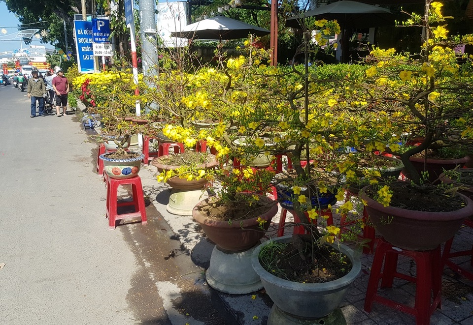 Khánh Hòa: Mai vàng An Nhơn “ngóng” khách, người mua ít người xem nhiều - 1 Khánh Hòa: Mai vàng An Nhơn “ngóng” khách, người mua ít người xem nhiều - 1