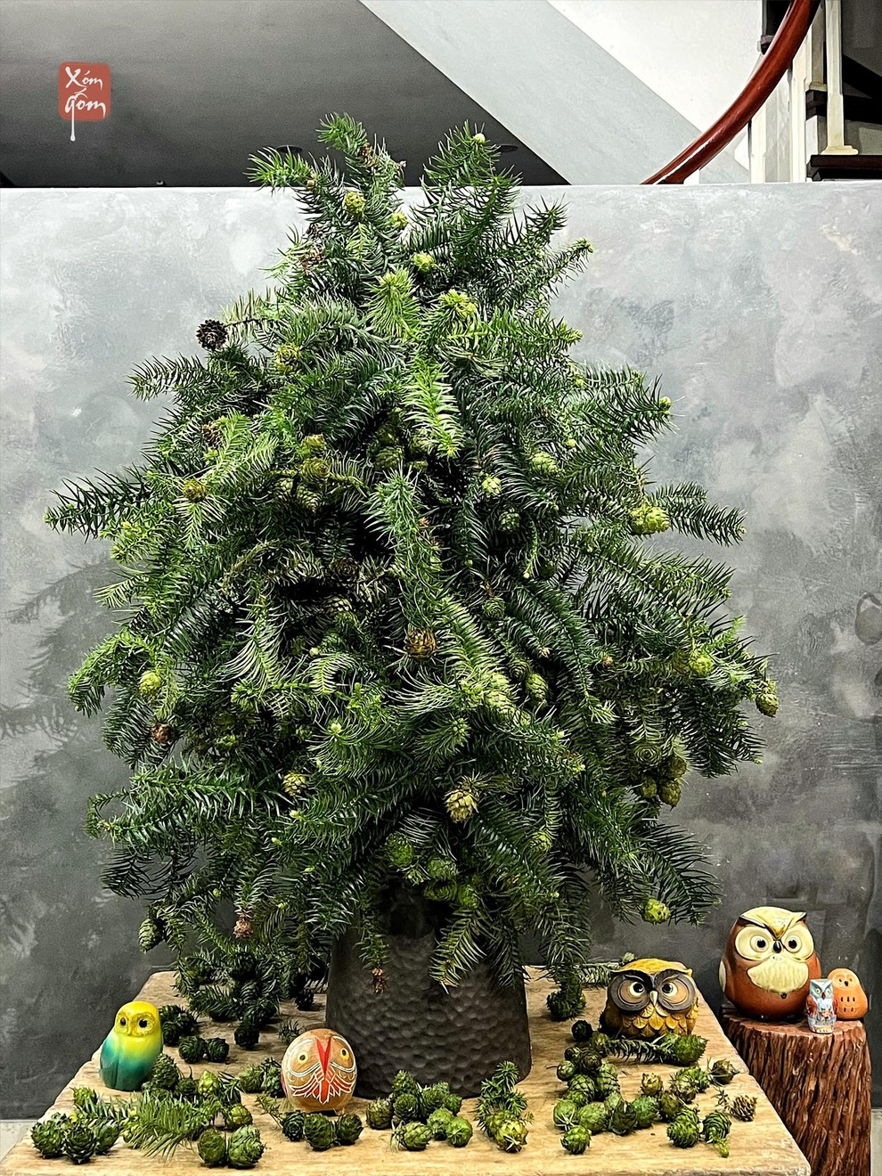 Thông Noel đi máy bay về Việt Nam giá chục triệu đồng/cây vẫn hút khách - 2 Thông Noel đi máy bay về Việt Nam giá chục triệu đồng/cây vẫn hút khách - 2