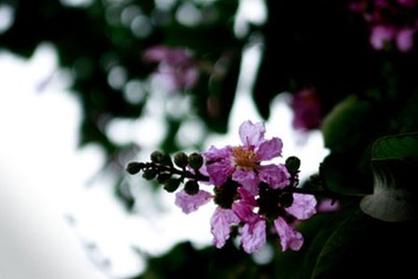 Tháng tư, Bằng Lăng tím gọi hè Hà Nội