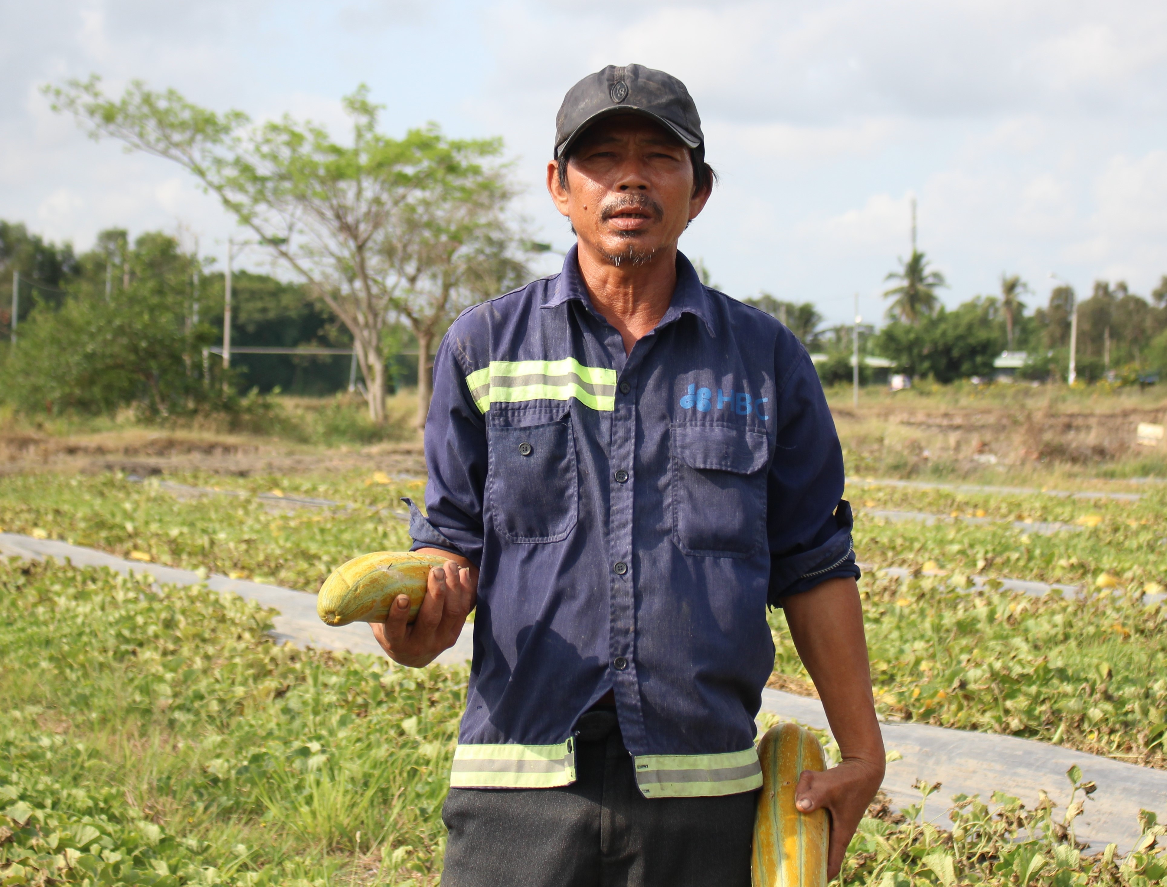 Trái đắng cho người nghèo miền Tây lên Sài Gòn… thuê đất làm ruộng - 1 Trái đắng cho người nghèo miền Tây lên Sài Gòn… thuê đất làm ruộng - 1