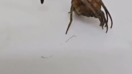 Khả năng ngụy trang ấn tượng của loài nhện giả lá