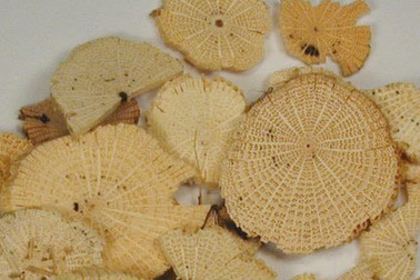 Thuốc Đông y cũng có thể gây ung thư