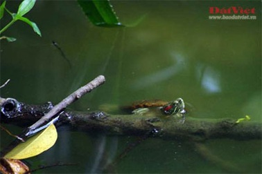 Rùa tai đỏ “xâm lăng” hồ Gươm