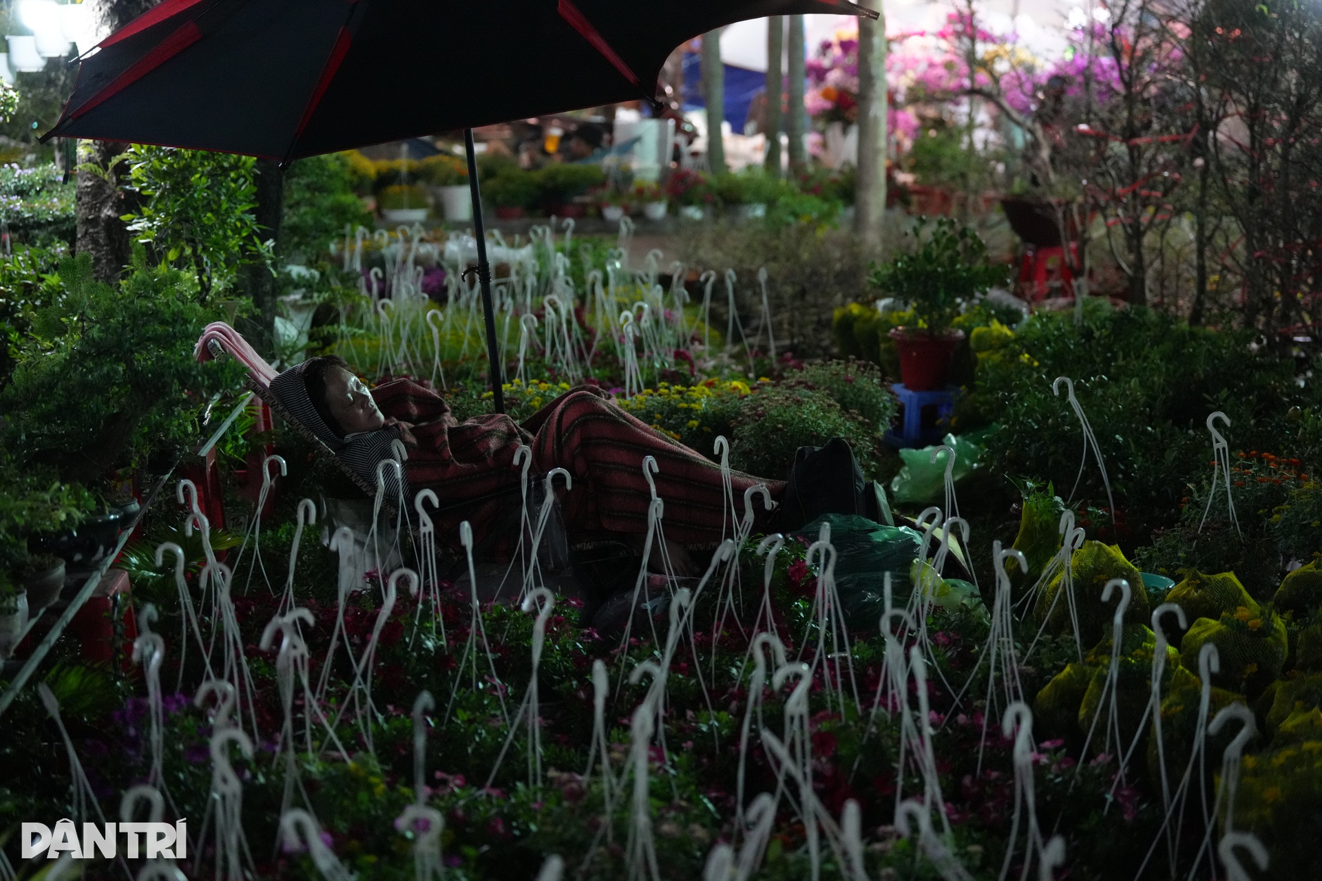 Tiểu thương co ro trong đêm lạnh, mong bán hết hoa để về nhà ăn Tết - 8 Tiểu thương co ro trong đêm lạnh, mong bán hết hoa để về nhà ăn Tết - 8