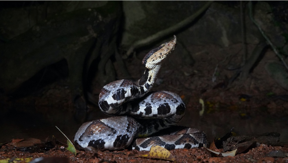 Loài rắn lục có răng nanh dài và độc nhất được phân bố tại Việt Nam - 1