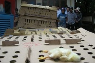 Bắt giữ hơn 1.500 con gia cầm lậu trên 2 xe khách