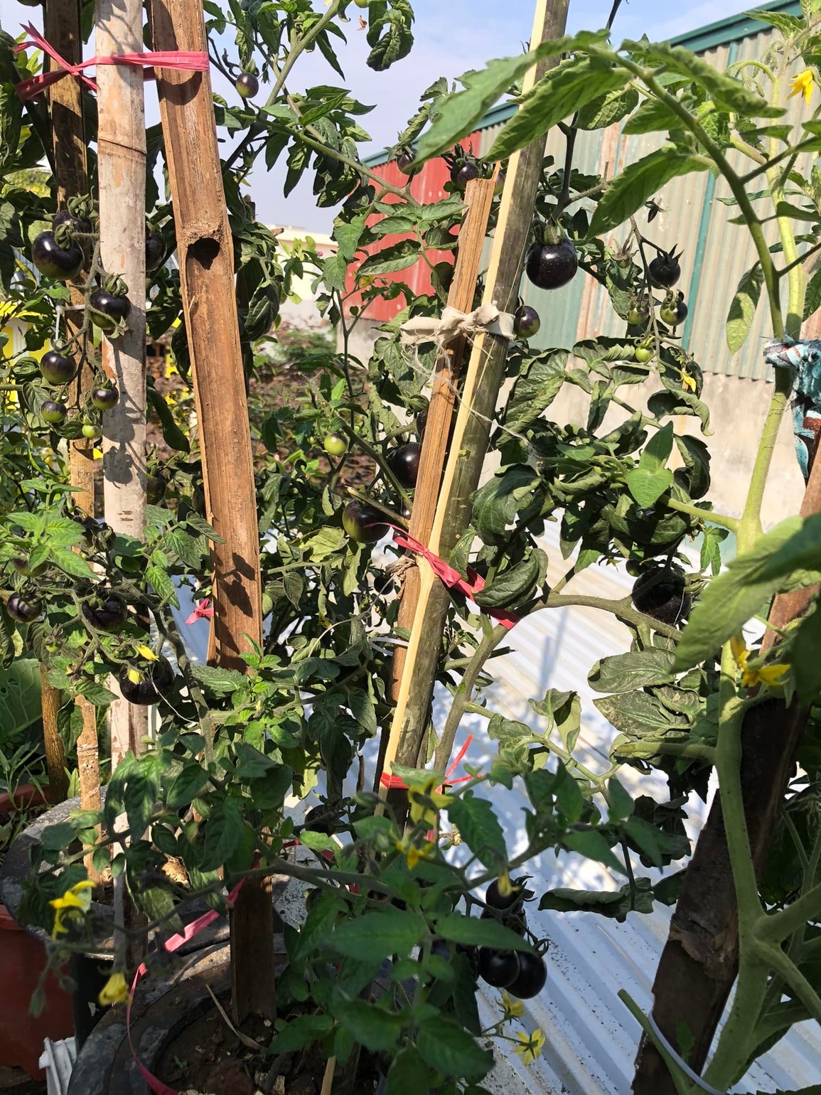 Mẹ đảm chia sẻ cách trồng giống cà chua lạ, vỏ nâu sẫm như socola - 2 Mẹ đảm chia sẻ cách trồng giống cà chua lạ, vỏ nâu sẫm như socola - 2