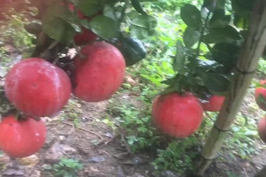 Dân buôn săn bưởi đỏ cờ, lùng mua cả vườn về bán tết