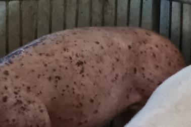 Gia Lai: Cấp heo giống nhiễm bệnh cho dân nghèo, lỗi ở đâu?